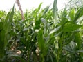 MaizeÃÂ & x28;/meÃÂªz/ÃÂ MAYZ;ÃÂ Zea Mays; Young Stalks Royalty Free Stock Photo
